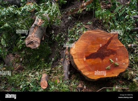 Storm Debris Broken And Cut Branches Stock Photo Alamy