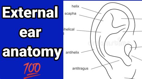 How To Draw Outer Ear Diagram Ear Anatomy Easy And Simple Ear