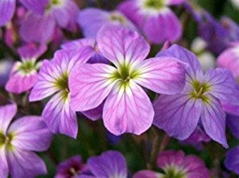 Night Scented Stock 200 Seeds Matthiola Bicornis Herbs Home And Living