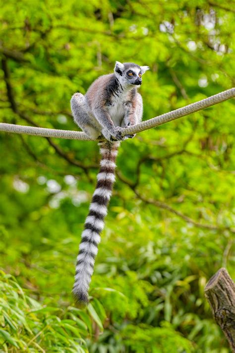 Ring Tailed Lemur Lemur Animal Branch Hd Phone Wallpaper Peakpx