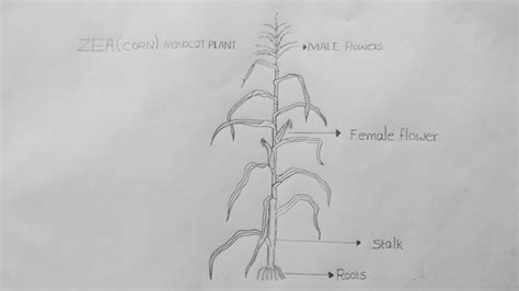 Zeacorn Monocot Plant How To Draw Zea Corn Plant Diagram