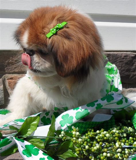 F#m7e9/g#a2b7sus4eand we'll both be safe till st. Must Love Pekes: FIONA AND SHREK FOR ST. PATRICKS DAY