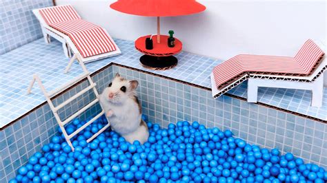 Pool Maze For Cute Hamster Playground For Pets In Real Life Youtube