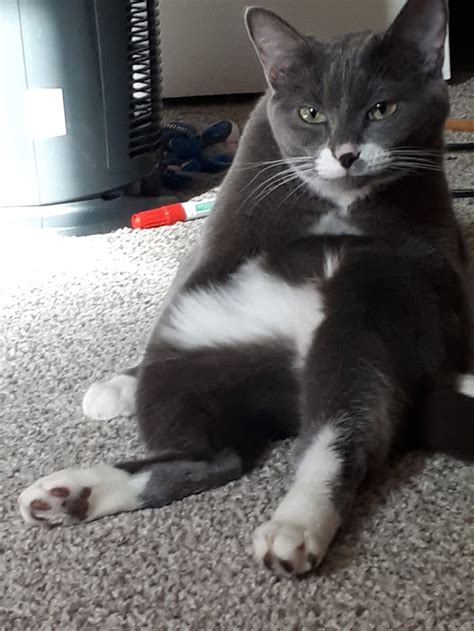 20 Weird Cats Who Love Sitting On Their Butts