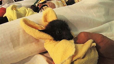 Bat In Bunny Shaped Blanket  On Imgur