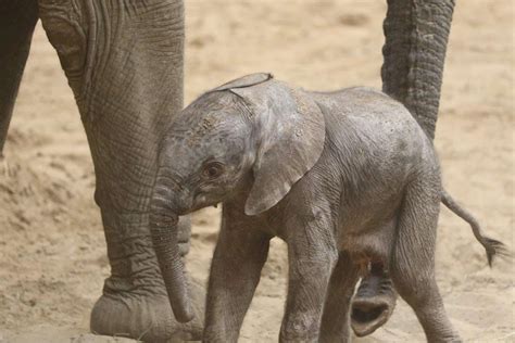 Omaha Zoo Welcomes Its First Two African Elephant Calves In One Month