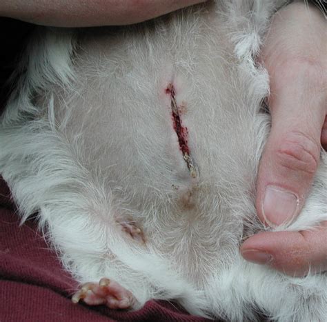 Dogs usually recover quickly after getting spayed. Guinea Lynx :: Snowflake's Spay