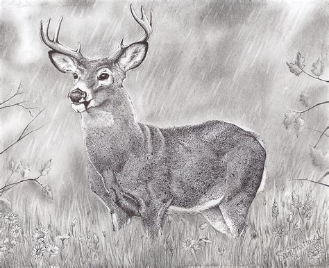 Whitetail Deer Drawing By Samantha Howell