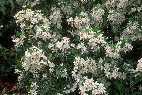 Flower Growing Zones Fragrant White Flower Bush