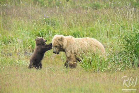 Grizzly Bear Cub Play Fighting With Mother Sow Lake Clark National