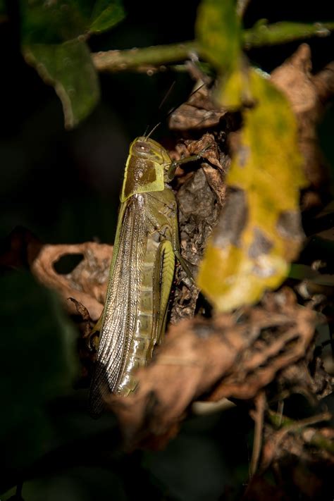 Insect Giant Grasshopper Hedge Grasshopper Valanga Irregularis Large Free Image From