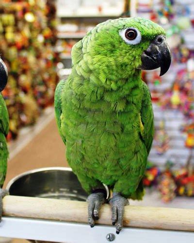 Mealy Amazon Parrot Worldwide Exotic Parrots Farm