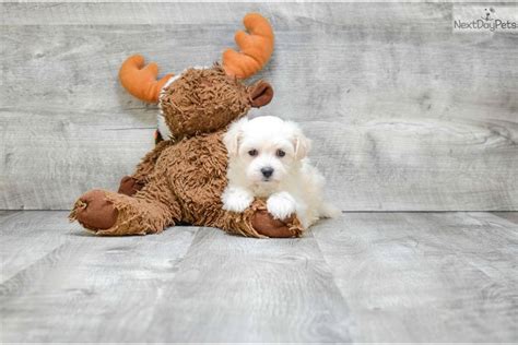 Our standards for maltipoo breeders in ohio were developed with leading veterinarians and animal welfare experts. Malti Poo - Maltipoo puppy for sale near Columbus, Ohio | 81a211a0-3fa1 | Maltipoo puppy ...