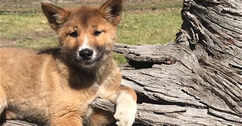 Stray Puppy Found In Rural Australian Backyard Is Actually A Purebred Dingo