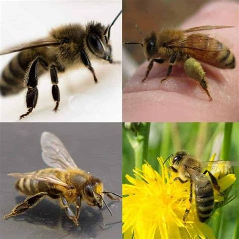 Choosing The Best Types Of Honey Bees Types Of Honey Bees Types Of Honey Bee