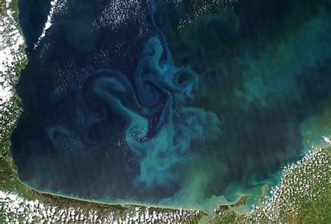 Phytoplankton From Space Algae Bloom Seen From Satellite