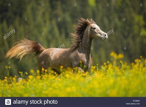 Arabian Mare Galloping In Meadow Stock Photo Alamy