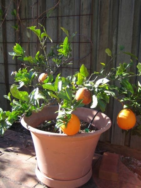 Dwarf Orange Washington Navel Tree Citrus Sinensis