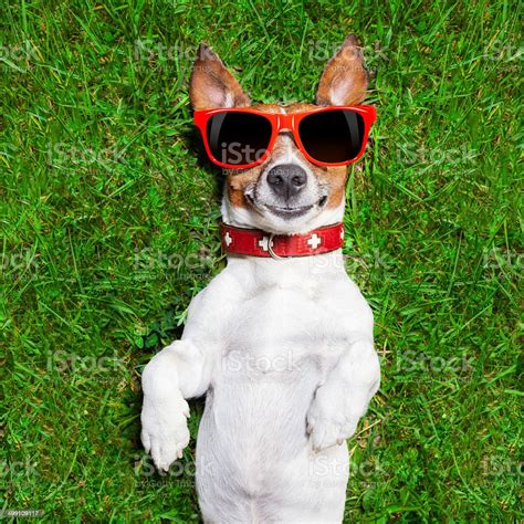 Very Funny Dog Stock Photo Download Image Now Istock