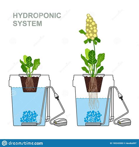Hydroponic System Infographic Layout Cartoon Vector