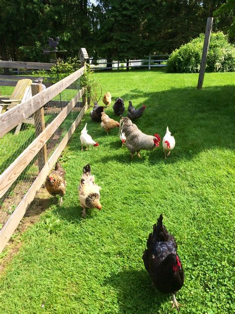 morning everyone farm life chickens hobby farms