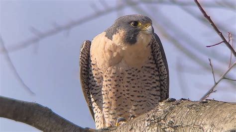 Peregrine Falcon First Experience Nyc Central Park 01 8 2021 A