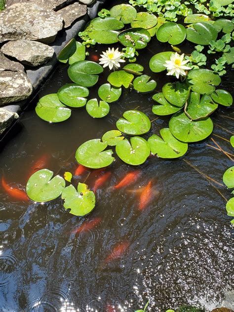 Good To Grow Lily Pads And Fish Ponds Gardening In Pearls