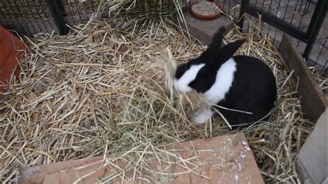 Nesting And Hay Gathering Impending Labour Sign Your Rabbit Is About