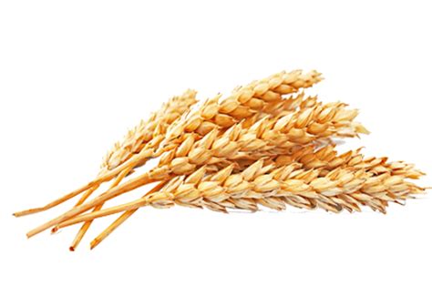 Wheat Png Free Download Png All Png All