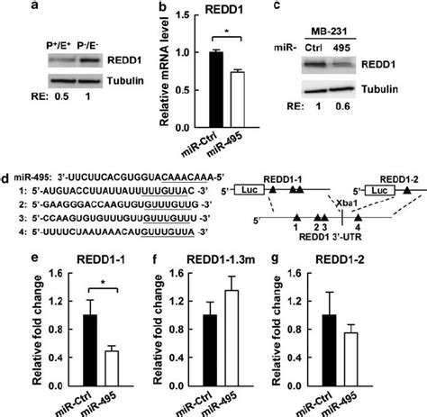 redd1 is a direct target of mir 495 a immunoblot of redd1 in bcsc download scientific
