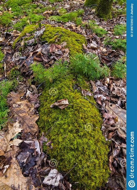 Ground Ferns And Moss On The Forest Floor Stock Image Image Of