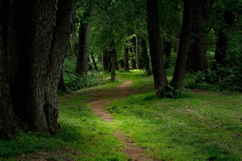 Path In The Forest Lighted Pathway In Woods Mysterious Etsy