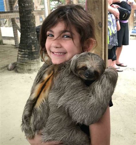 41 Super Cute Sloth Pics That You Absolutely Must See