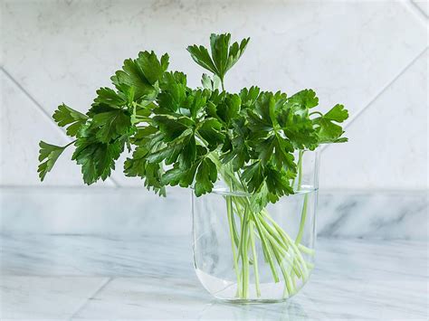 11 Fresh Herbs Every Home Cook Should Use Cooking Light Herbs