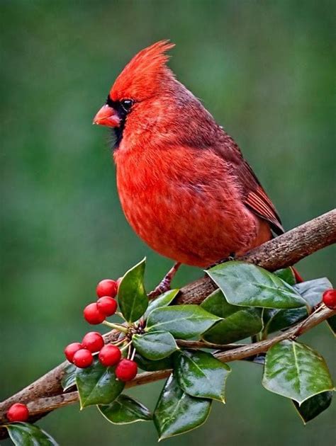 Cardinal My State Bird State Of Virginia Pretty Birds Beautiful