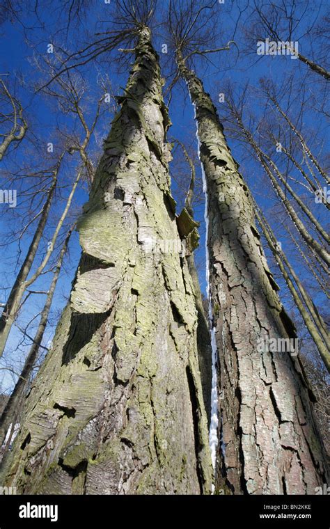 Common Alder Tree Alnus Glutinosa Two Mature Stems Showing Rugged