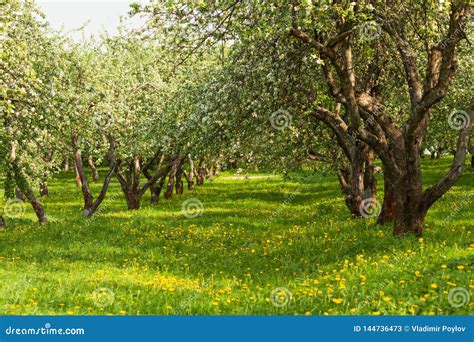 Garden Of Fruit Trees In The Spring In Kolomenskoyemoscowrussia The