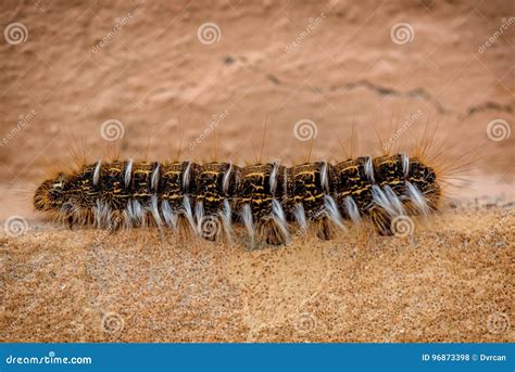 Caterpillar On The Sand In Bolivia Stock Photo Image Of Detail Pest