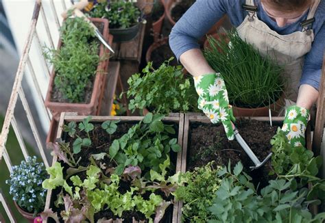 Create Herb Garden On The Balcony How To Do It
