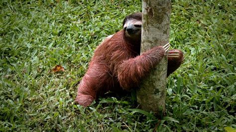 Sloth Facts 28 Fascinating Facts About Sloths
