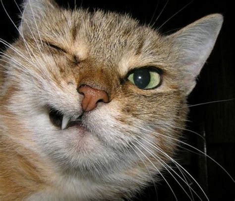 Cats Making Funny Faces 10 Most Wanted Funny Cat Pictures Funny