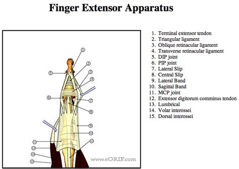 Distal Phalanx Fracture S62.523A 816.02 | eORIF