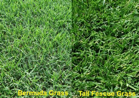 Bermuda Grass Vs Tall Fescue Differences Identification Images