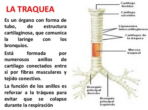 Es un tuvo formado por anillos cartiloginosos internamente presentangran cantidad de cilios q varen las particulas del polvo q casualmente ingresan a la traquea. El sistema respiratorio