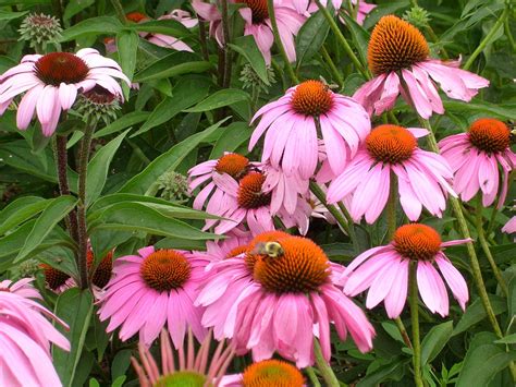 How To Grow Echinacea Growing And Caring For Echinacea Echinacea