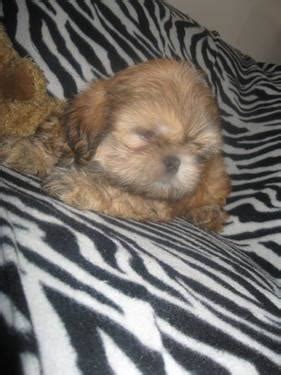 Our vision here at shih tzu garden is to always strive to better the breed and collaborate with others sharing the same mission in order to provide you with a healthy puppy of distinction. Pure Bred Shih Tzu puppies sale for Sale in Bay Mills, Wisconsin Classified | AmericanListed.com