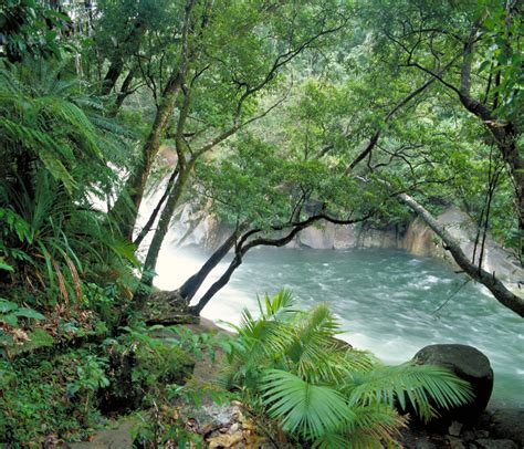 Th Anniversary Of Wet Tropics Of Queensland World Heritage Area Australian Rainforest