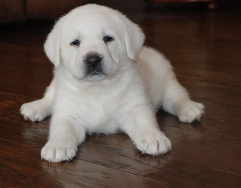 White Labrador Puppies For Sale In Southern California Pets Ideas