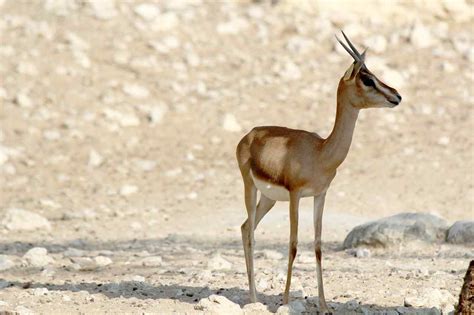 Top 10 Incredibly Adaptive Sahara Desert Animals 2023