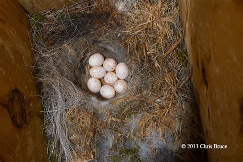 Black Capped Chickadee Eggs Photo Reflectionsofnature Photos At